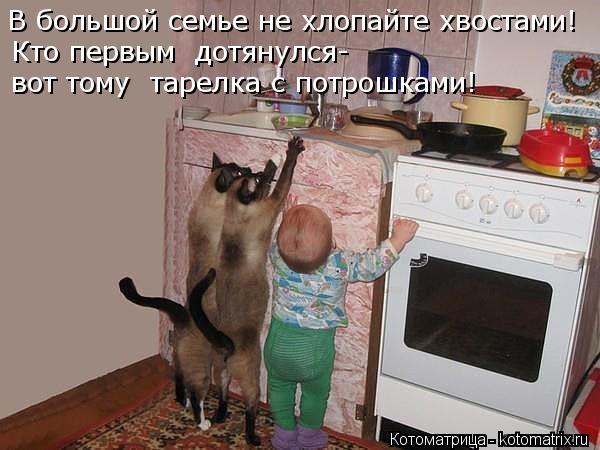 В большой семье не хлопайте хвостами! Кто первым дотянулся- вот тому тарелка с потрошками!... Котоматрица: В большой семье не хлопайте хвостами! Кто первым дотянулся- вот тому тарелка с потрошками!