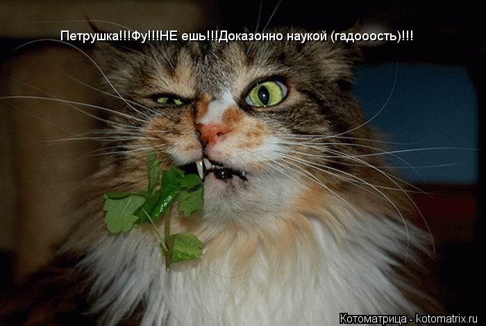 Петрушка!!!Фу!!!НЕ ешь!!!Доказонно наукой (гадооость)!!!... Котоматрица: Петрушка!!!Фу!!!НЕ ешь!!!Доказонно наукой (гадооость)!!!