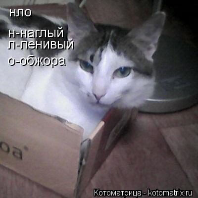 Котоматрица: нло н-наглый л-ленивый о-обжора