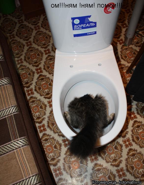 ом!!!ням !ням! помои!!!... Котоматрица: ом!!!ням !ням! помои!!!