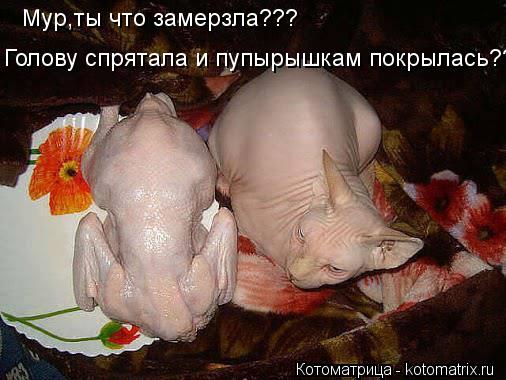 Котоматрица: Мур,ты что замерзла??? Голову спрятала и пупырышкам покрылась???