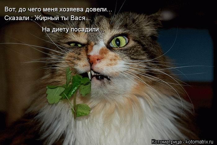 Вот, до чего меня хозяева довели... Сказали : Жирный ты Вася... На диету посадили...... Котоматрица: Вот, до чего меня хозяева довели... Сказали : Жирный ты Вася... На диету посадили...
