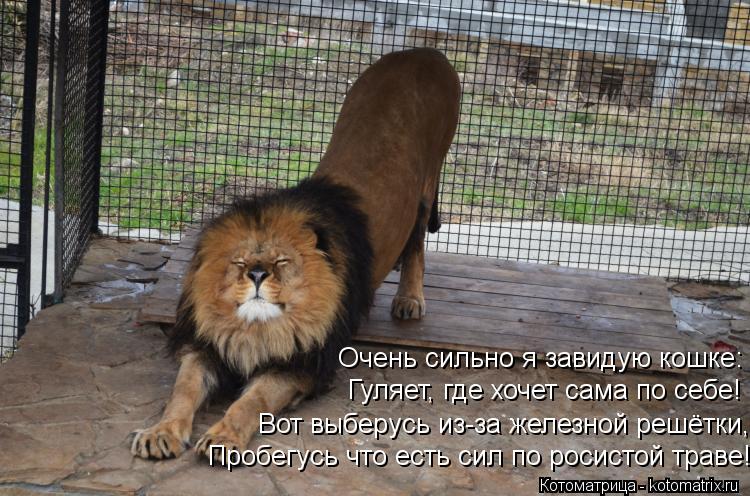 Котоматрица: Вот выберусь из-за железной решётки, Гуляет, где хочет сама по себе! Очень сильно я завидую кошке: Пробегусь что есть сил по росистой траве!