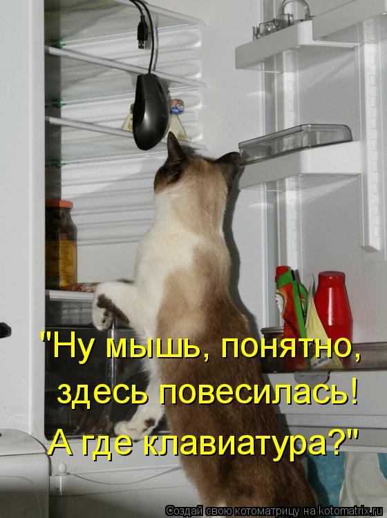 "Ну мышь, понятно, здесь повесилась! А где клавиатура?"... Котоматрица: "Ну мышь, понятно, здесь повесилась! А где клавиатура?"