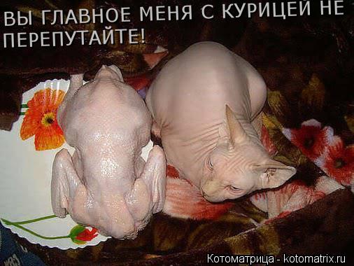 Котоматрица: ВЫ ГЛАВНОЕ МЕНЯ С КУРИЦЕЙ НЕ ПЕРЕПУТАЙТЕ!