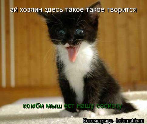 эй хозяин здесь такое такое творится комби мыш ест нашу сосиску... Котоматрица: эй хозяин здесь такое такое творится комби мыш ест нашу сосиску