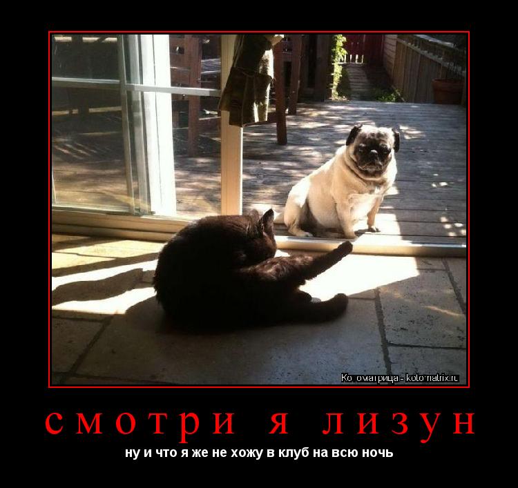 смотри я лизун ну и что я же не хожу в клуб на всю ночь... Котоматрица: смотри я лизун ну и что я же не хожу в клуб на всю ночь