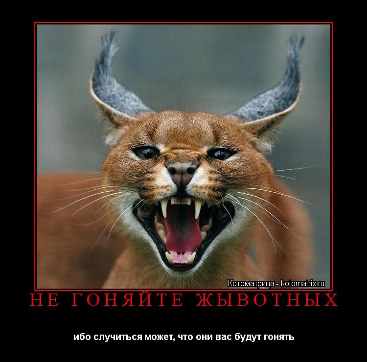 НЕ ГОНЯЙТЕ ЖЫВОТНЫХ ибо случиться может, что они вас будут гонять... Котоматрица: НЕ ГОНЯЙТЕ ЖЫВОТНЫХ ибо случиться может, что они вас будут гонять