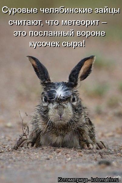Суровые челябинские зайцы это посланный вороне кусочек сыра! считают, что метеорит – считают, что м... Котоматрица: Суровые челябинские зайцы это посланный вороне кусочек сыра! считают, что метеорит – считают, что метеорит –