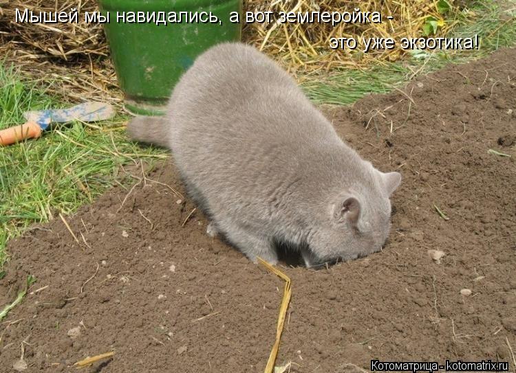 Мышей мы навидались, а вот землеройка - это уже экзотика!... Котоматрица: Мышей мы навидались, а вот землеройка - это уже экзотика!