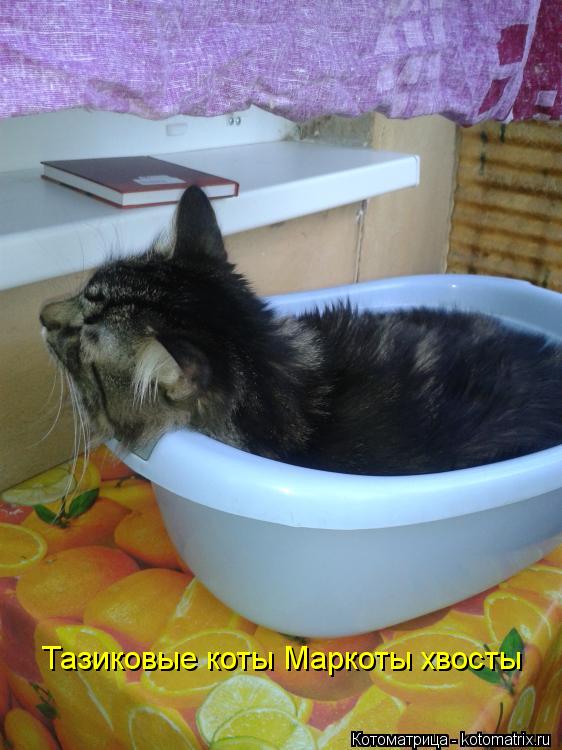 Тазиковые коты Маркоты хвосты... Котоматрица: Тазиковые коты Маркоты хвосты
