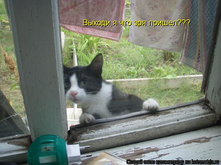 Выходи,я что зря пришел???... Котоматрица: Выходи,я что зря пришел???