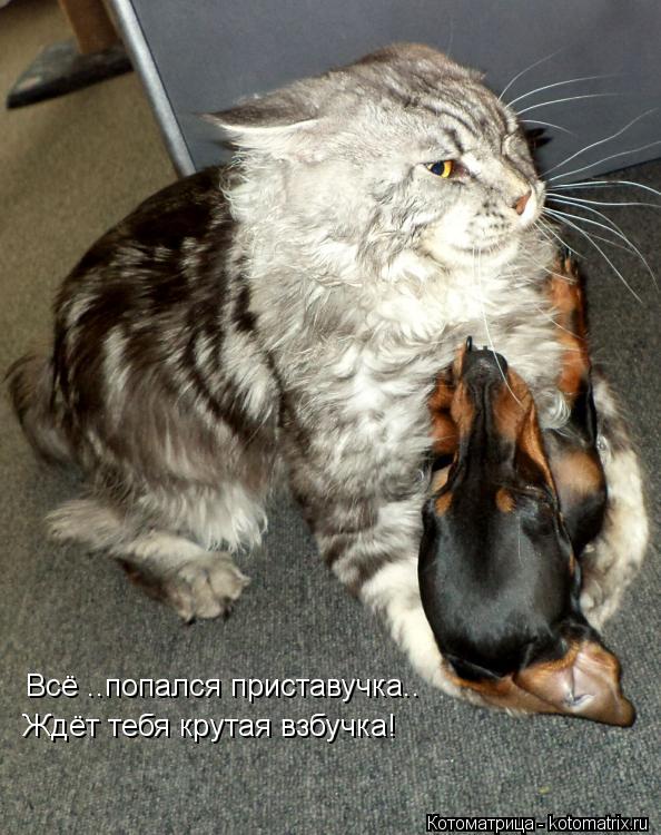 Всё ..попался приставучка.. Ждёт тебя крутая взбучка!... Котоматрица: Всё ..попался приставучка.. Ждёт тебя крутая взбучка!