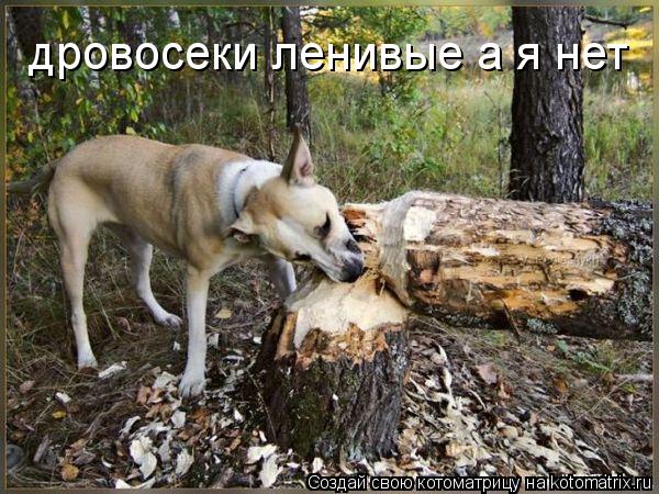 дровосеки ленивые а я нет... Котоматрица: дровосеки ленивые а я нет