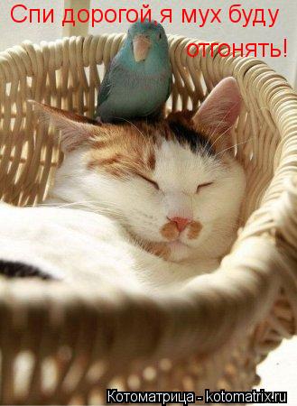 Спи дорогой,я мух буду отгонять!... Котоматрица: Спи дорогой,я мух буду отгонять!