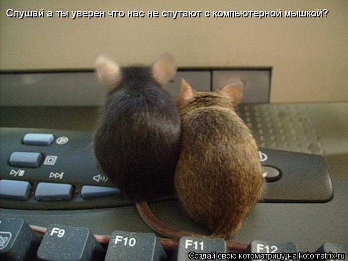 Слушай а ты уверен что нас не спутают с компьютерной мышкой?... Котоматрица: Слушай а ты уверен что нас не спутают с компьютерной мышкой?