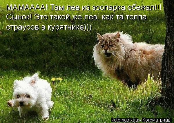 МАМАААА! Там лев из зоопарка сбежал!!! Сынок! Это такой же лев, как та толпа страусов в курятнике))... Котоматрица: МАМАААА! Там лев из зоопарка сбежал!!! Сынок! Это такой же лев, как та толпа страусов в курятнике)))