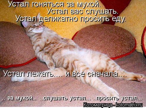 Устал гоняться за мухой. Устал вас слушать. Устал деликатно просить еду. Устал лежать.... и всё снача... Котоматрица: Устал гоняться за мухой. Устал вас слушать. Устал деликатно просить еду. Устал лежать.... и всё сначала.... .. за мухой.. ..слушать устал... ..проси