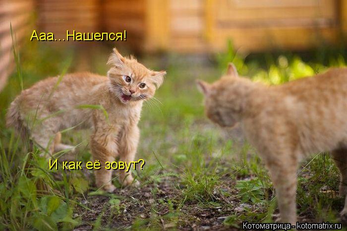 Ааа...Нашелся! И как её зовут?... Котоматрица: Ааа...Нашелся! И как её зовут?