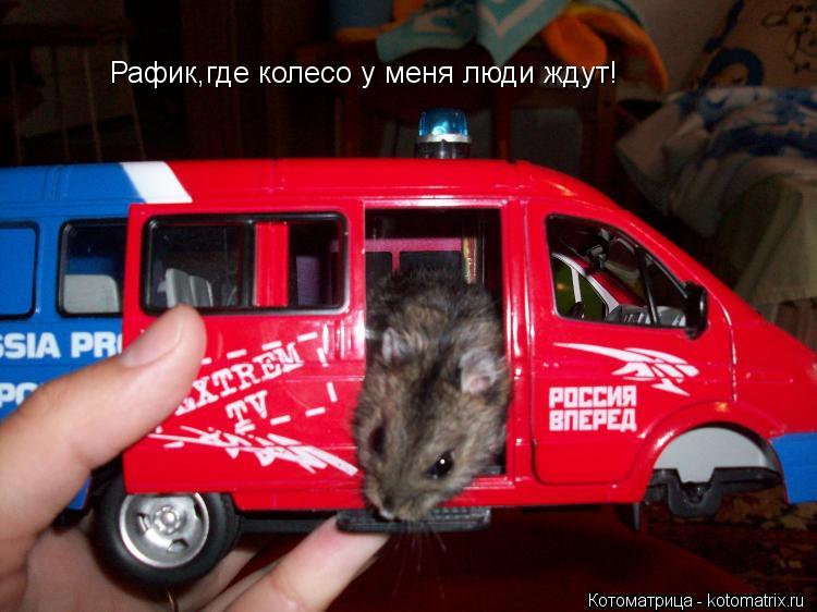 Рафик,где колесо у меня люди ждут!... Котоматрица: Рафик,где колесо у меня люди ждут!