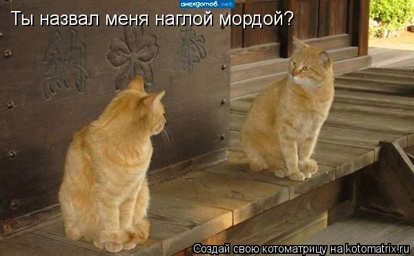 Ты назвал меня наглой мордой?... Котоматрица: Ты назвал меня наглой мордой?