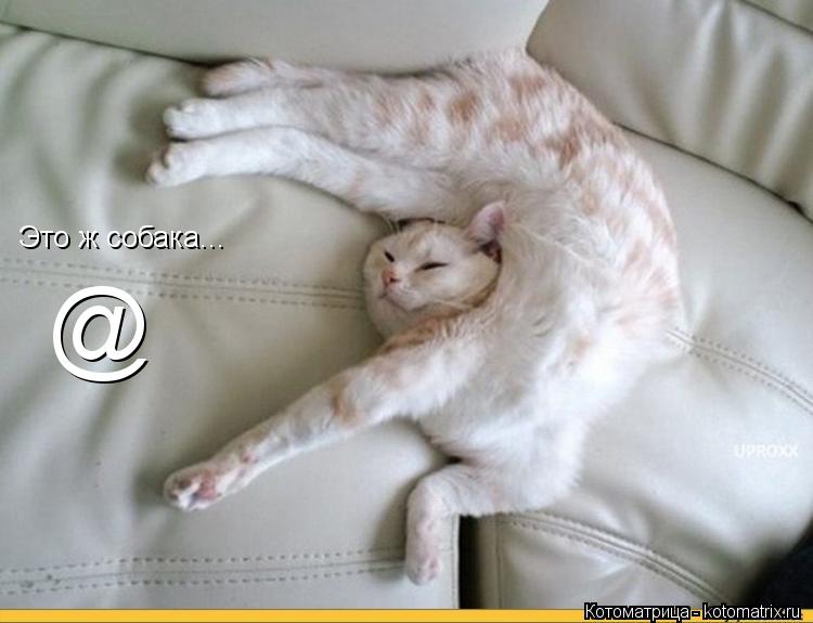 Это ж собака... @... Котоматрица: Это ж собака... @