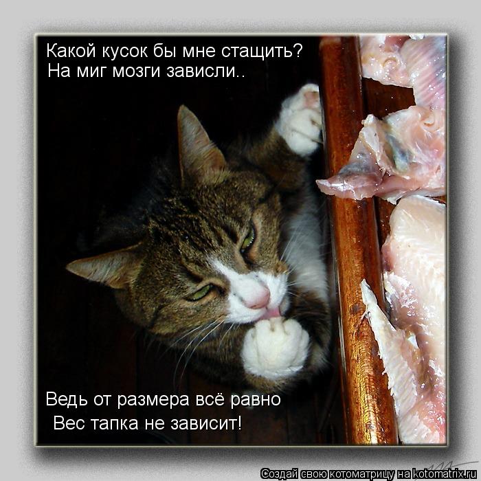 Котоматрица: Какой кусок бы мне стащить? На миг мозги зависли.. Ведь от размера всё равно Вес тапка не зависит!