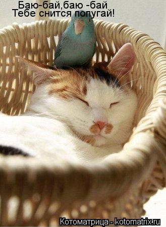 Котоматрица: Баю-бай,баю -бай Тебе снится попугай!