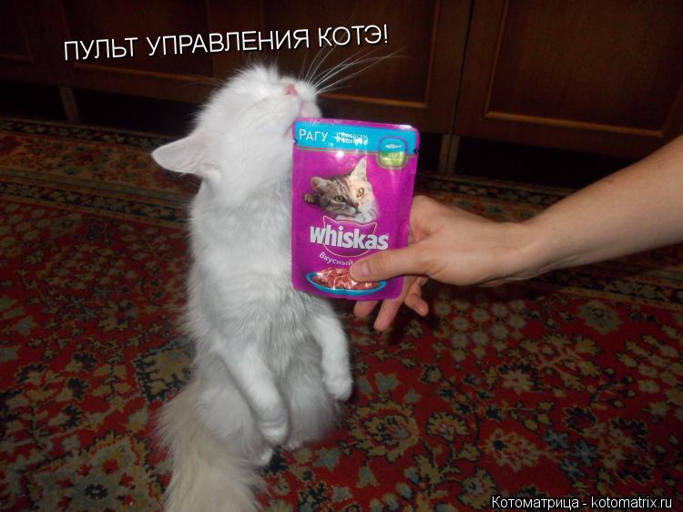 Котоматрица: ПУЛЬТ УПРАВЛЕНИЯ КОТЭ!