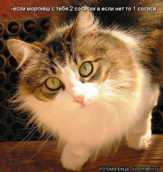 Котоматрица: -если моргнёш с тебя 2 сосиски а если нет то 1 сосиса