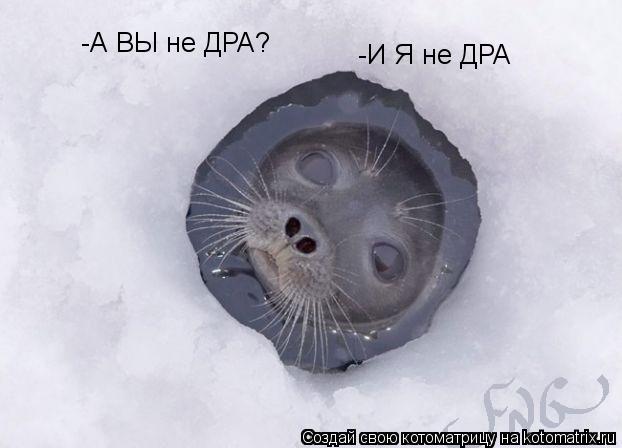 Котоматрица: -А ВЫ не ДРА? -И Я не ДРА