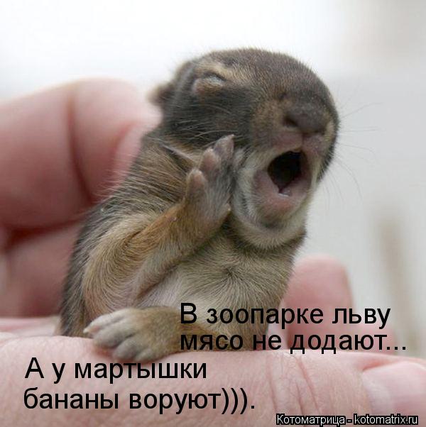В зоопарке льву мясо не додают... А у мартышки бананы воруют))).... Котоматрица: В зоопарке льву мясо не додают... А у мартышки бананы воруют))).