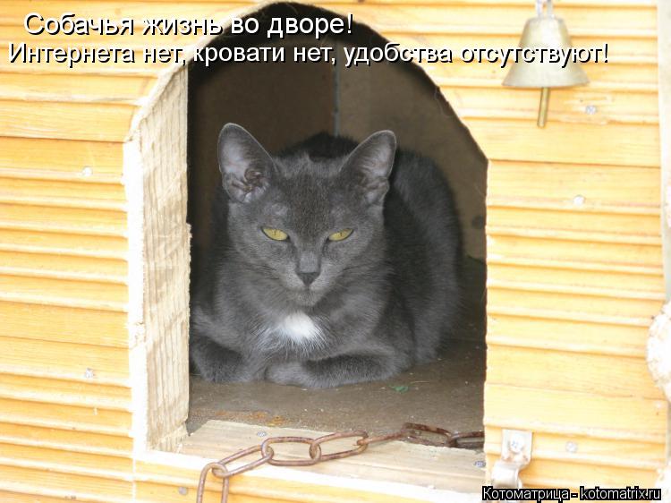 Собачья жизнь во дворе! Интернета нет, кровати нет, удобства отсутствуют!... Котоматрица: Собачья жизнь во дворе! Интернета нет, кровати нет, удобства отсутствуют!
