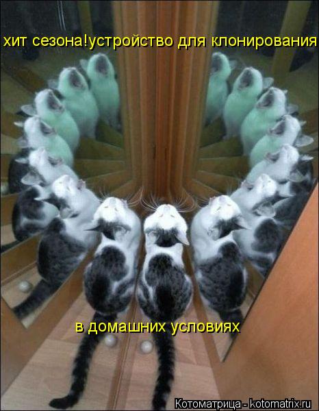 в домашних условиях хит сезона!устройство для клонирования... Котоматрица: в домашних условиях хит сезона!устройство для клонирования