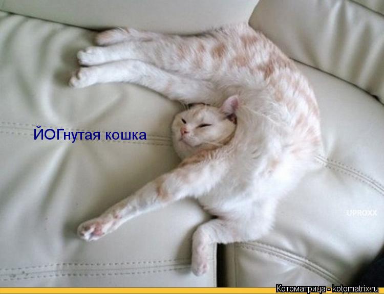 ЙОГнутая кошка... Котоматрица: ЙОГнутая кошка
