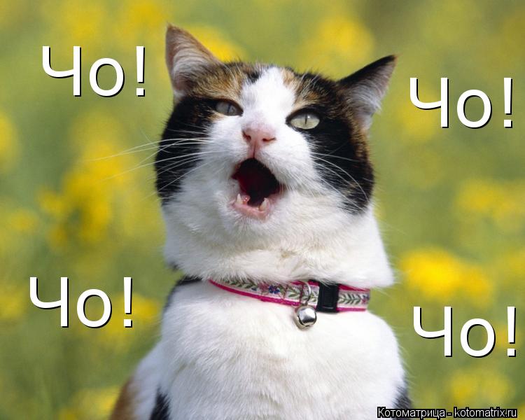 Чо! Чо! Чо! Чо!... Котоматрица: Чо! Чо! Чо! Чо!