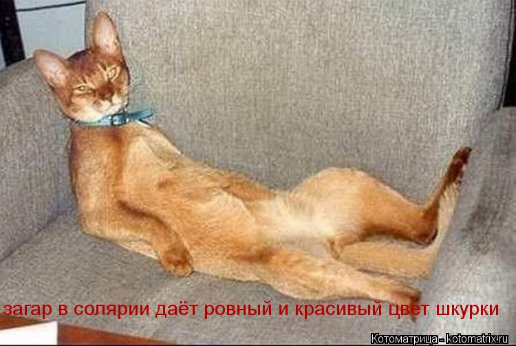 загар в солярии даёт ровный и красивый цвет шкурки... Котоматрица: загар в солярии даёт ровный и красивый цвет шкурки