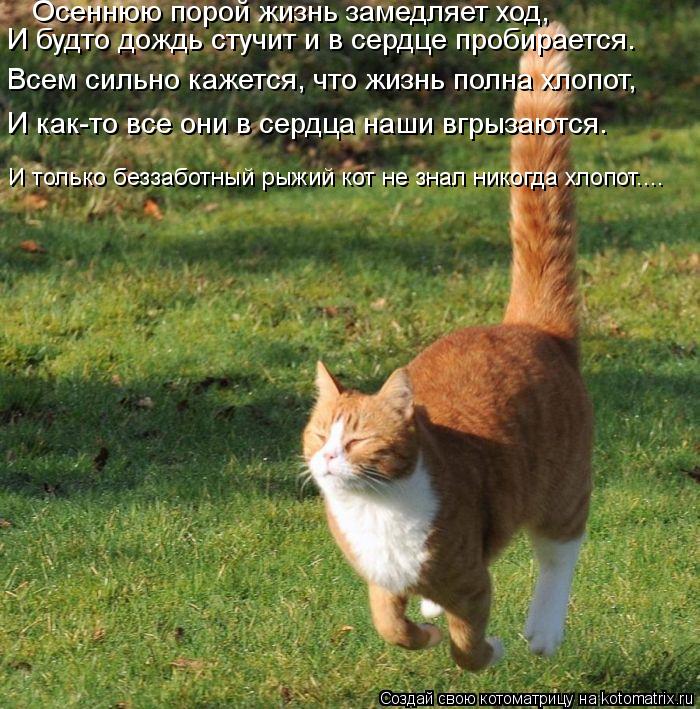 Осеннюю порой жизнь замедляет ход, И будто дождь стучит и в сердце пробирается. Всем сильно кажется, ... Котоматрица: Осеннюю порой жизнь замедляет ход, И будто дождь стучит и в сердце пробирается. Всем сильно кажется, что жизнь полна хлопот, И как-то все они