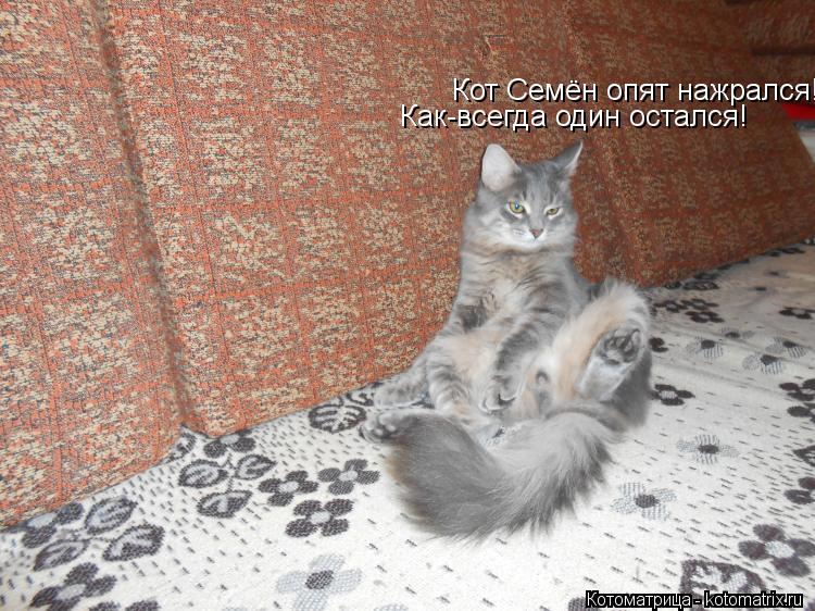 Кот Семён опят нажрался! Как-всегда один остался!... Котоматрица: Кот Семён опят нажрался! Как-всегда один остался!