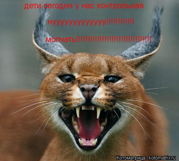 дети сегодня у нас контрольная нууууууууууууу!!!!!!!!!!!! молчать!!!!!!!!!!!!!!!!!!!!!!!!!!!!!!!!... Котоматрица: дети сегодня у нас контрольная нууууууууууууу!!!!!!!!!!!! молчать!!!!!!!!!!!!!!!!!!!!!!!!!!!!!!!!