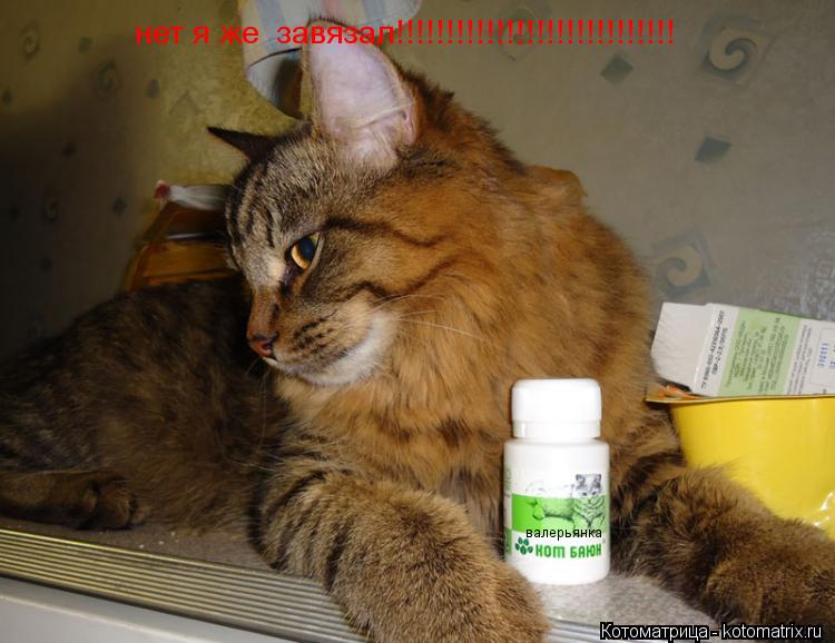 валерьянка нет я же завязал!!!!!!!!!!!!!!!!!!!!!!!!!!!!... Котоматрица: валерьянка нет я же завязал!!!!!!!!!!!!!!!!!!!!!!!!!!!!