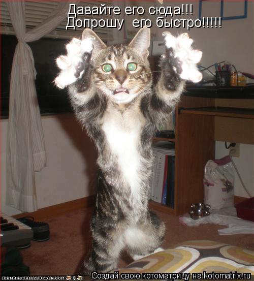 Давайте его сюда!!! Допрошу его быстро!!!!!... Котоматрица: Давайте его сюда!!! Допрошу его быстро!!!!!