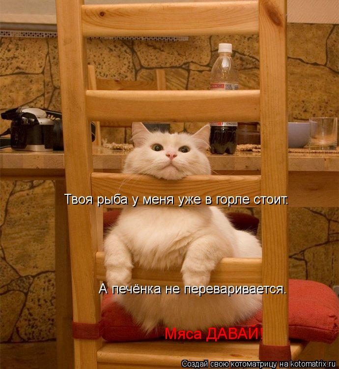 Твоя рыба у меня уже в горле стоит. А печёнка не переваривается. Мяса ДАВАЙ!... Котоматрица: Твоя рыба у меня уже в горле стоит. А печёнка не переваривается. Мяса ДАВАЙ!