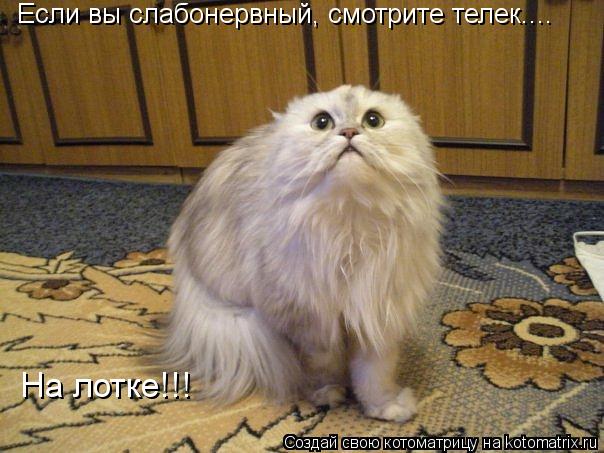 Если вы слабонервный, смотрите телек.... На лотке!!!... Котоматрица: Если вы слабонервный, смотрите телек.... На лотке!!!