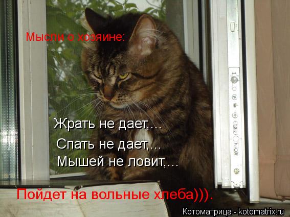 Жрать не дает,... Мышей не ловит,... Спать не дает,... Мысли о хозяине: Пойдет на вольные хлеба))).... Котоматрица: Жрать не дает,... Мышей не ловит,... Спать не дает,... Мысли о хозяине: Пойдет на вольные хлеба))).