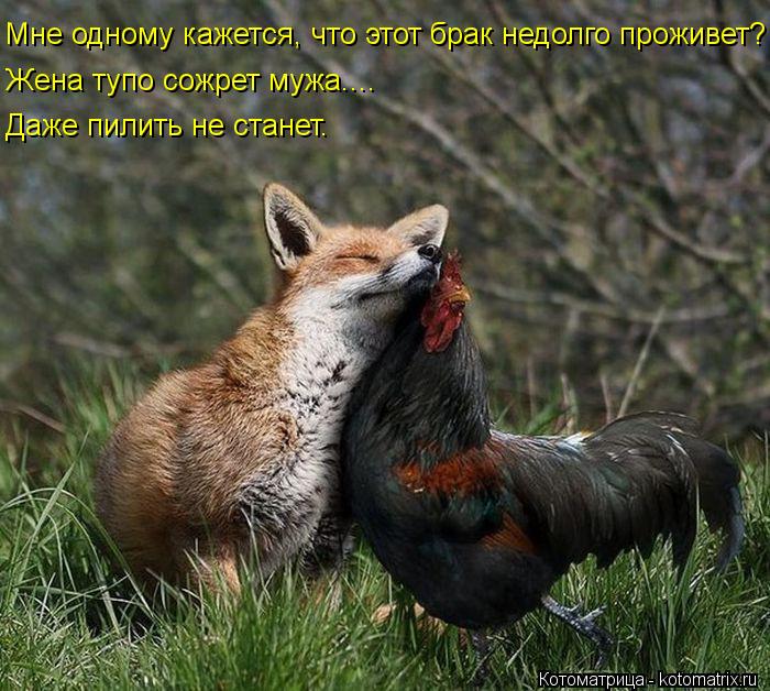 Мне одному кажется, что этот брак недолго проживет? Жена тупо сожрет мужа.... Даже пилить не станет.... Котоматрица: Мне одному кажется, что этот брак недолго проживет? Жена тупо сожрет мужа.... Даже пилить не станет.