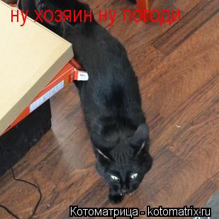 ну хозяин ну погоди... Котоматрица: ну хозяин ну погоди