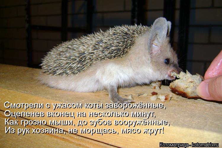 http://kotomatrix.ru/images/lolz/2013/05/21/kotomatritsa_PD.jpg