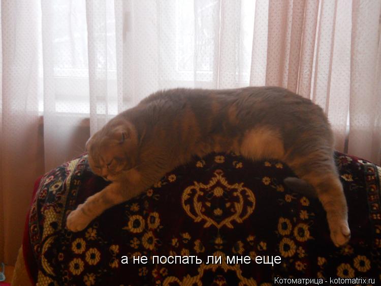а не поспать ли мне еще... Котоматрица: а не поспать ли мне еще