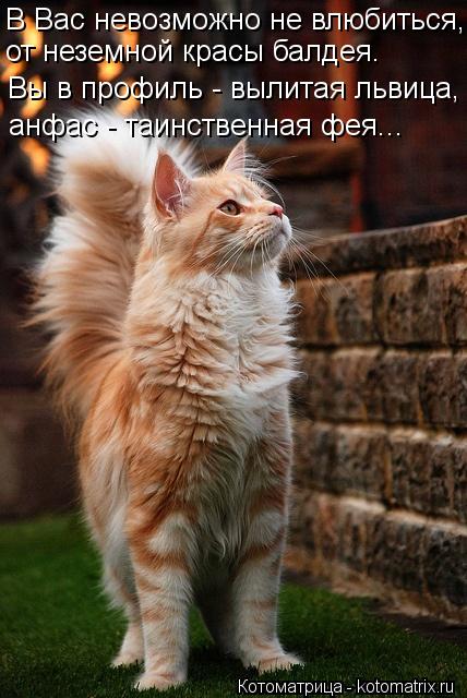 В Вас невозможно не влюбиться, от неземной красы балдея. Вы в профиль - вылитая львица, анфас - таинс... Котоматрица: В Вас невозможно не влюбиться, от неземной красы балдея. Вы в профиль - вылитая львица, анфас - таинственная фея...